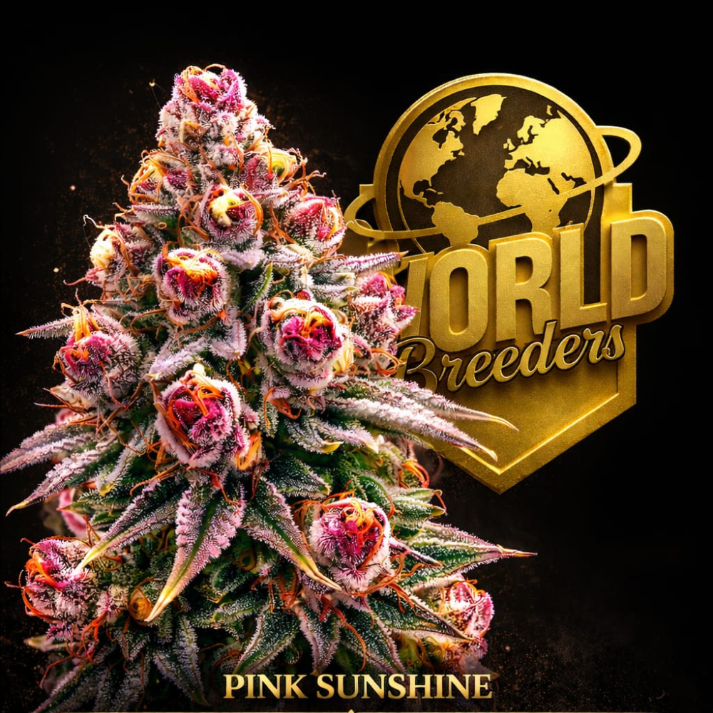 Pink Sunshine World Breeders Fem X5