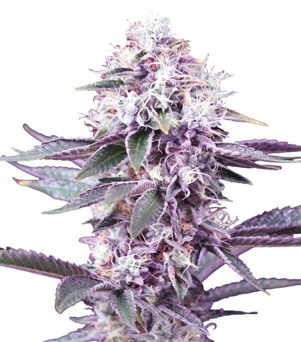 Gelato Kush Gea Seeds Fem