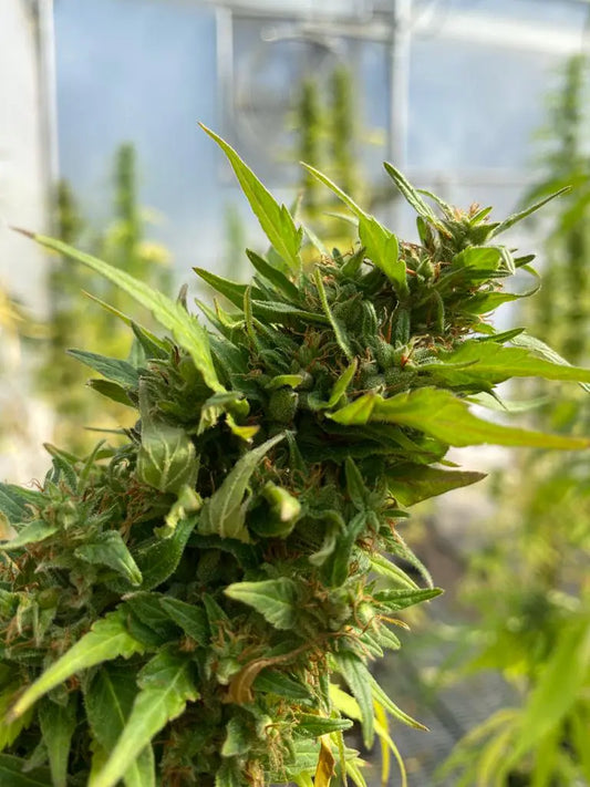 Santa Marta Gold DEAKA Fem X3