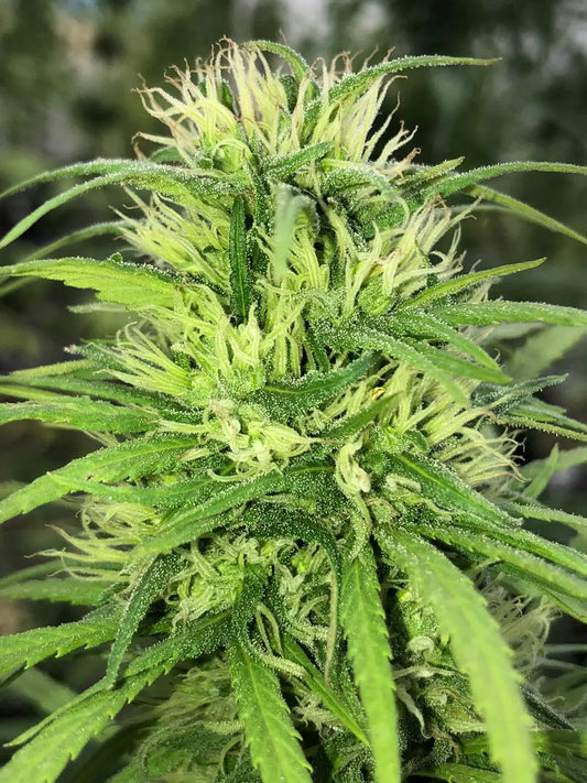 Mango Biche DEAKA Fem X3