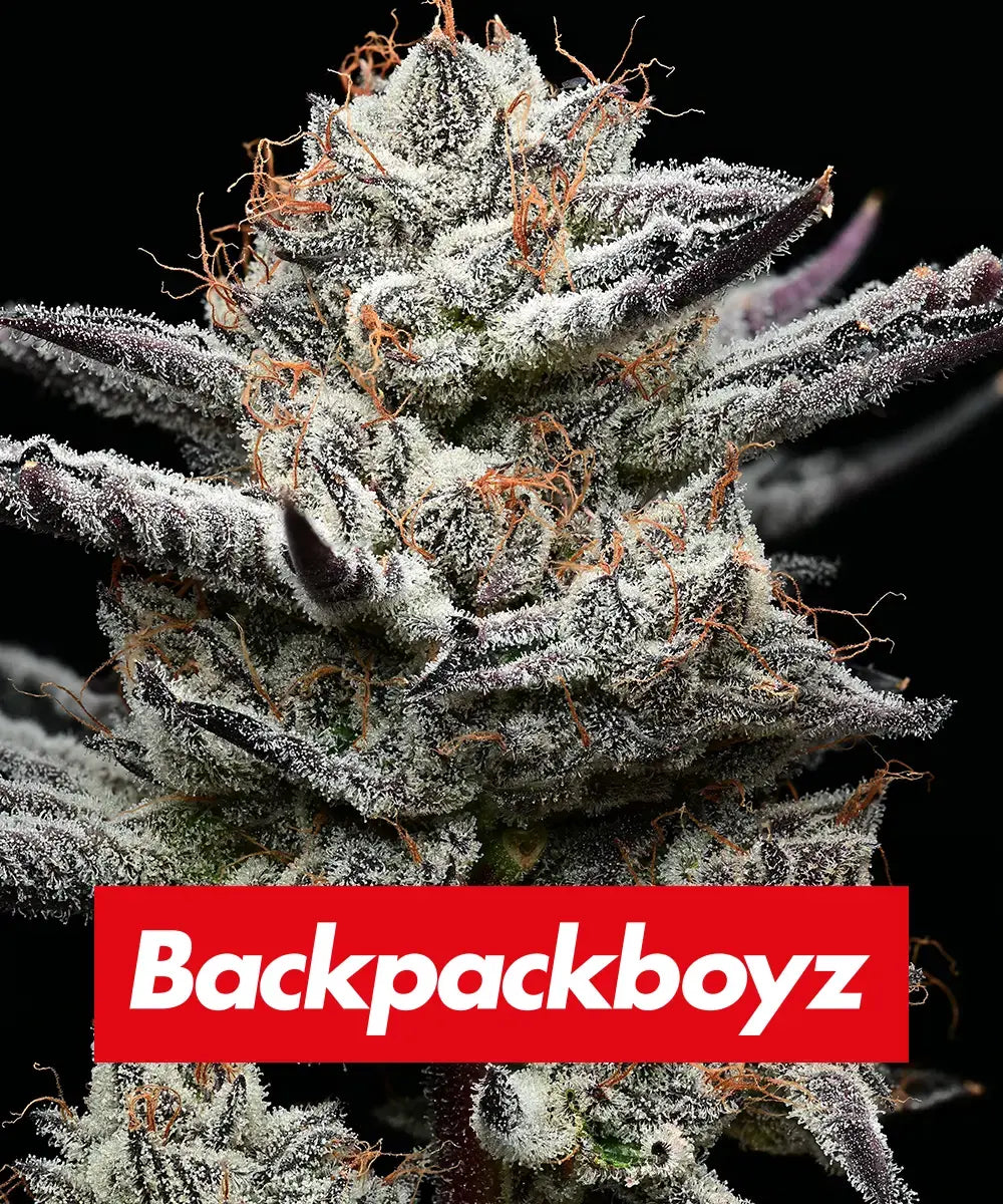 Black Cherry Gushers Barney’s Farm x Backpack Boyz Fem X3
