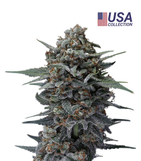 Semillas Banana Punch Feminizadas Gea Seeds | Índica | Kanamart