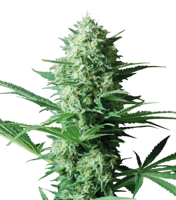 Semillas Critical Widow Feminizadas Gea Seeds | Sativa | Kanamart