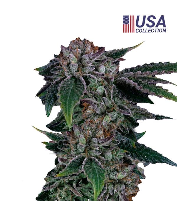 Semillas Gealousy Feminizadas Gea Seeds | Índica | Kanamart
