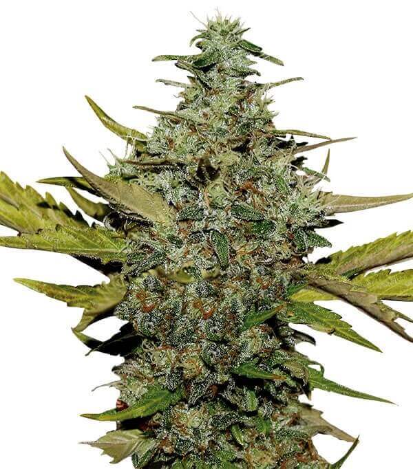 Semillas Super Skunk Feminizadas Gea Seeds | Índica | Kanamart