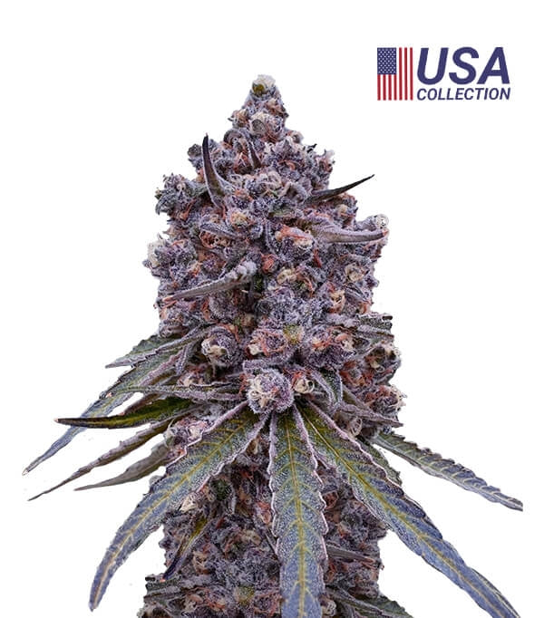 Tropicana Berry Gea Seeds Fem