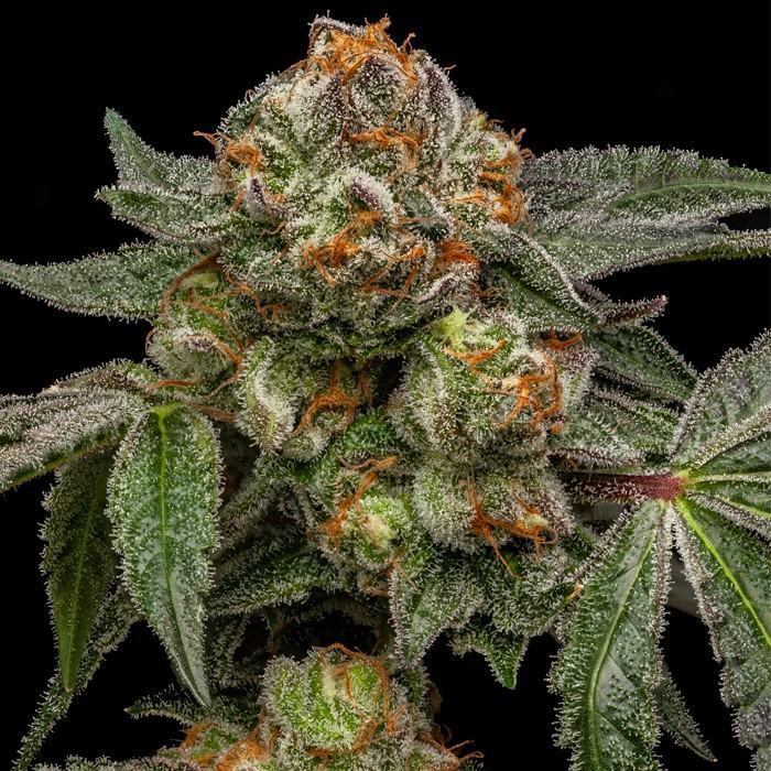 Zake Ripper Seeds Fem X3