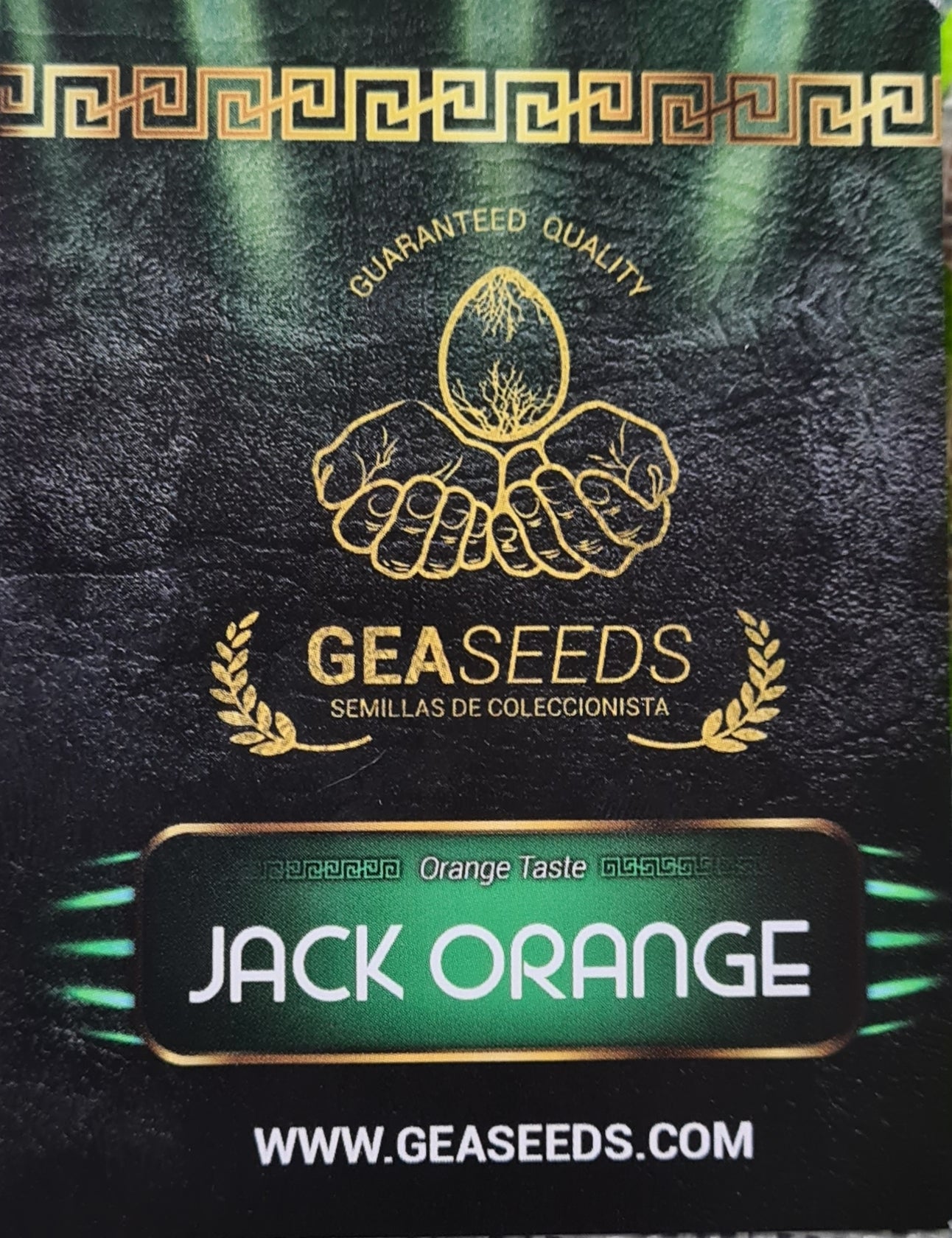 Jack Orange Gea Seeds Fem
