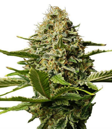 Critical Mango Gea Seeds Fem