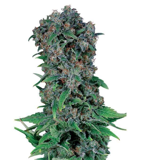 Black Kush 98 Gea Seeds Fem