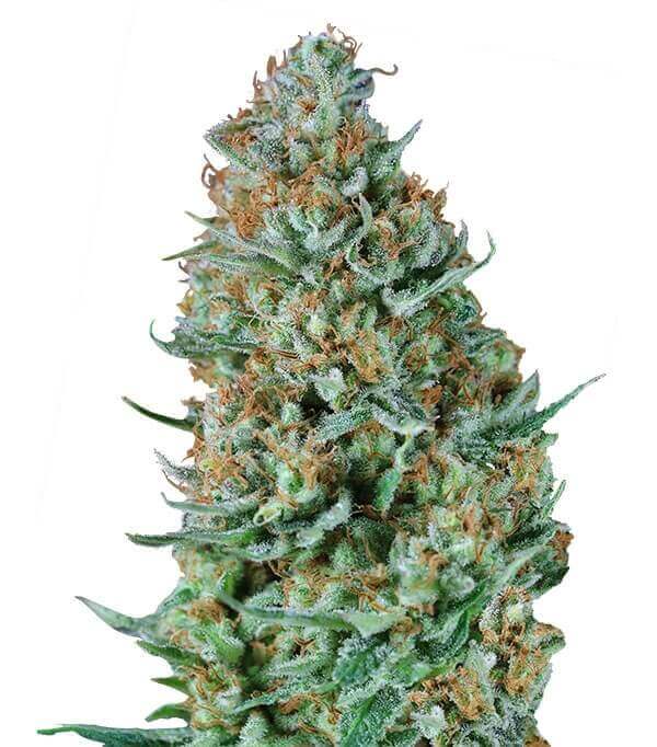 Bubble Fruit Gea Seeds Fem