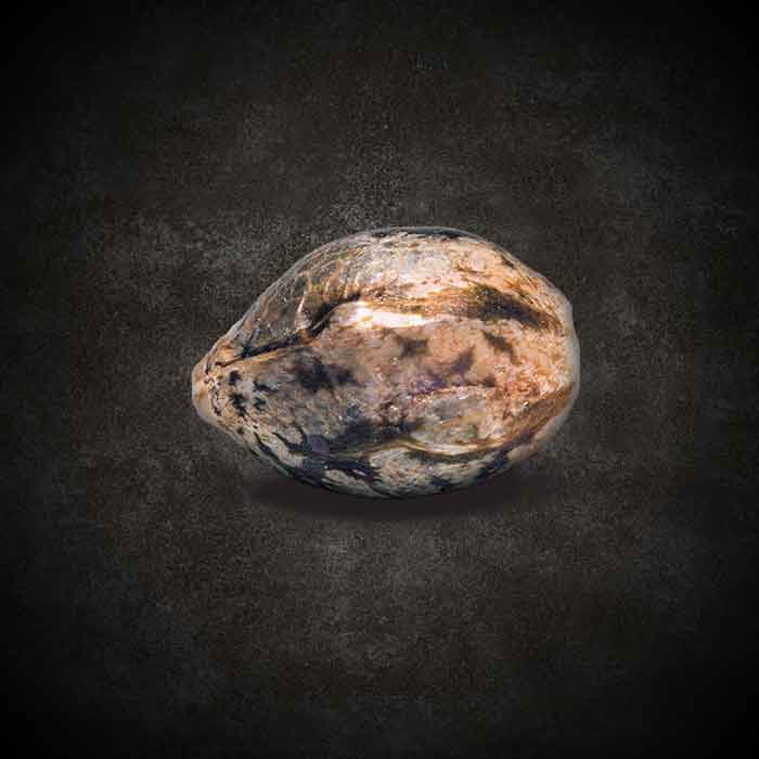 CBDivine Paradise Seeds Fem X3