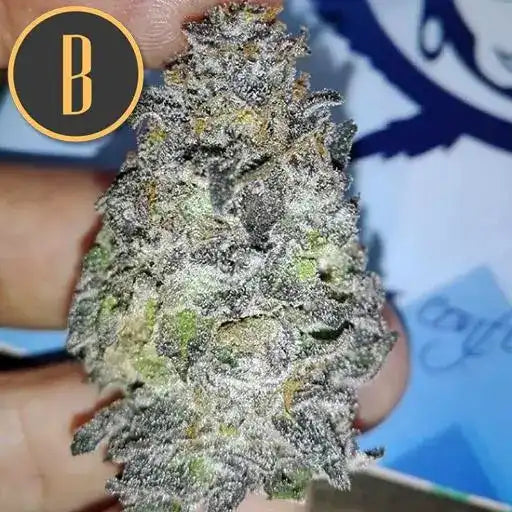 Semillas Blimburn Gelato Fem X3