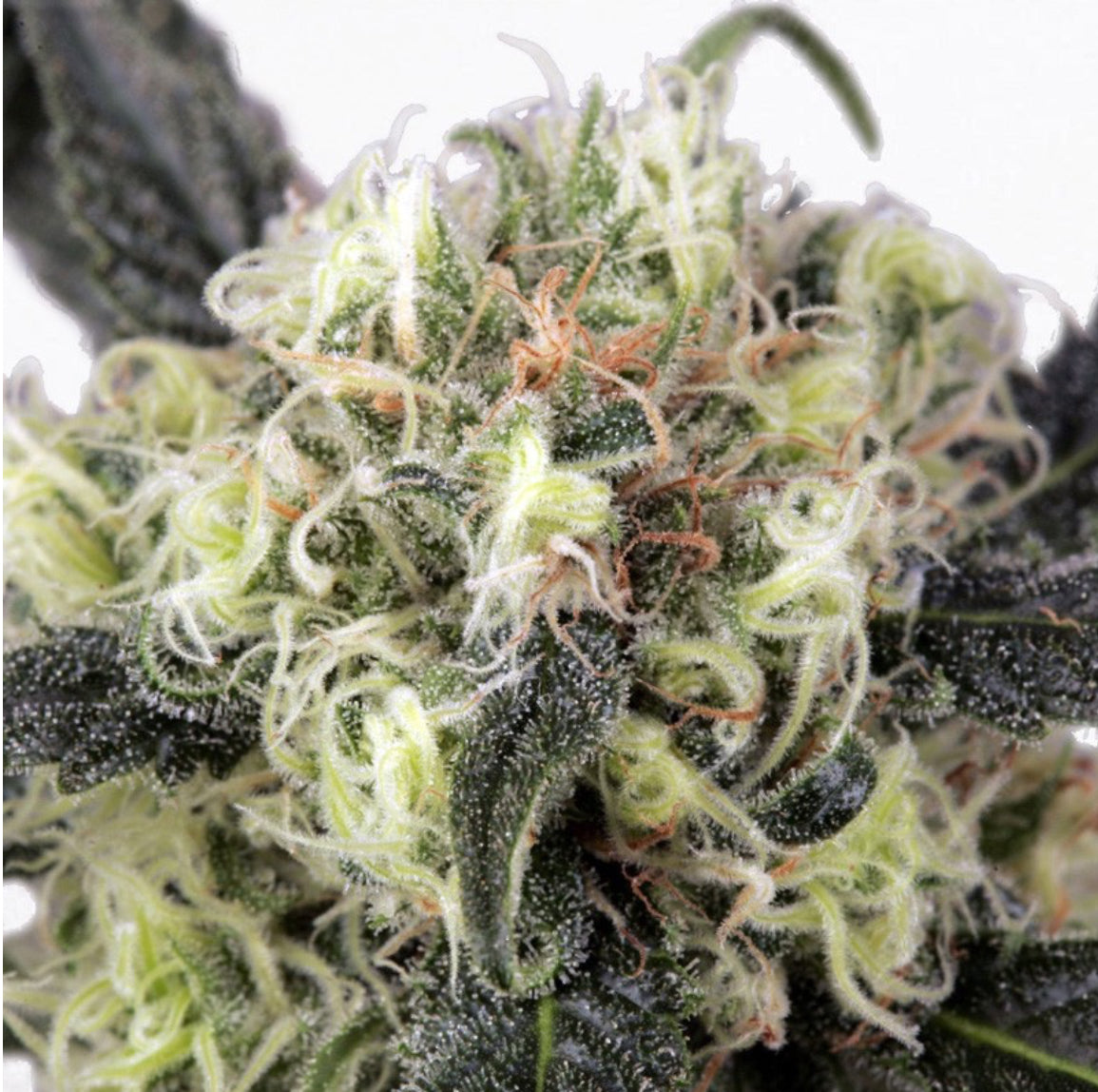 Snow Bud Dutch Passion Fem X3