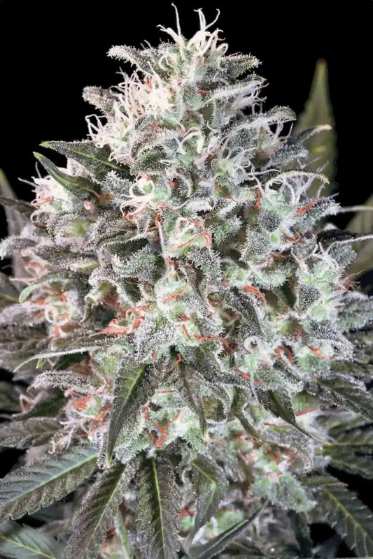 Space Cookies Paradise Seeds Fem X3