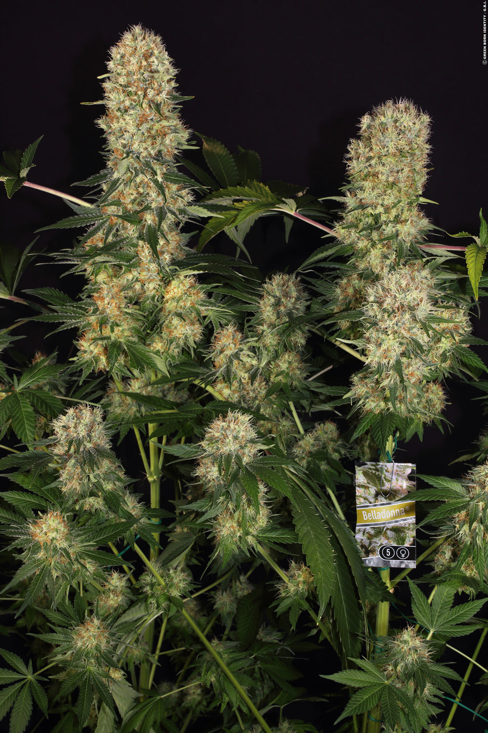Belladonna Paradise Seeds Fem X3