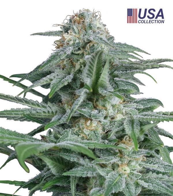 Gorilla Glue #4 Gea Seeds Fem