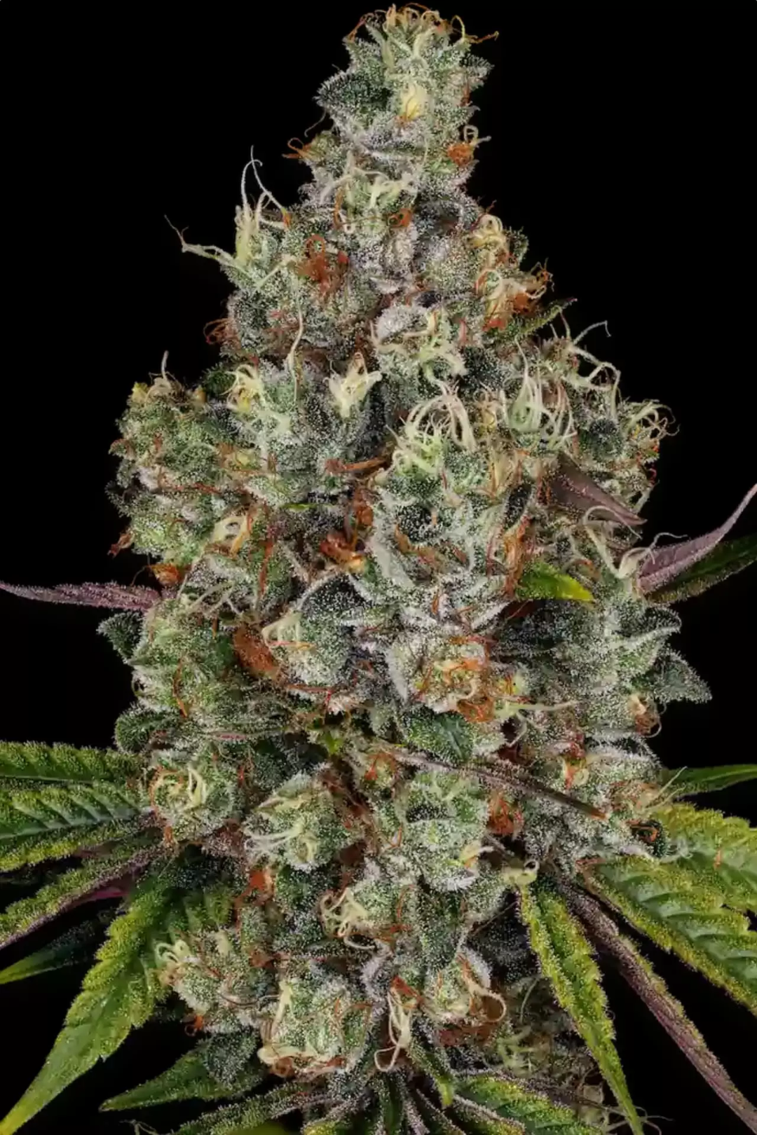 Rainbow Road Paradise Seeds Fem X3