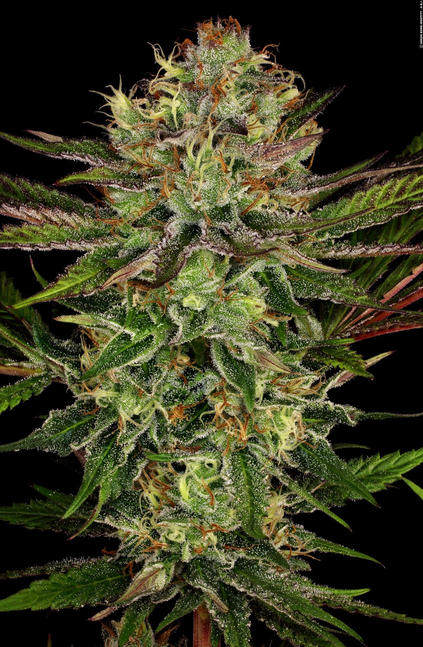 Chocolate Wafflez Paradise Seeds Fem X3