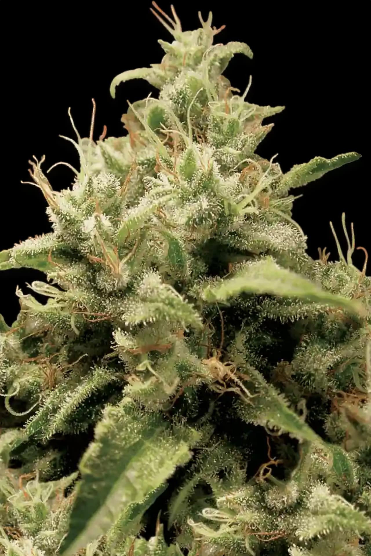 Opium Paradise Seeds Fem X3