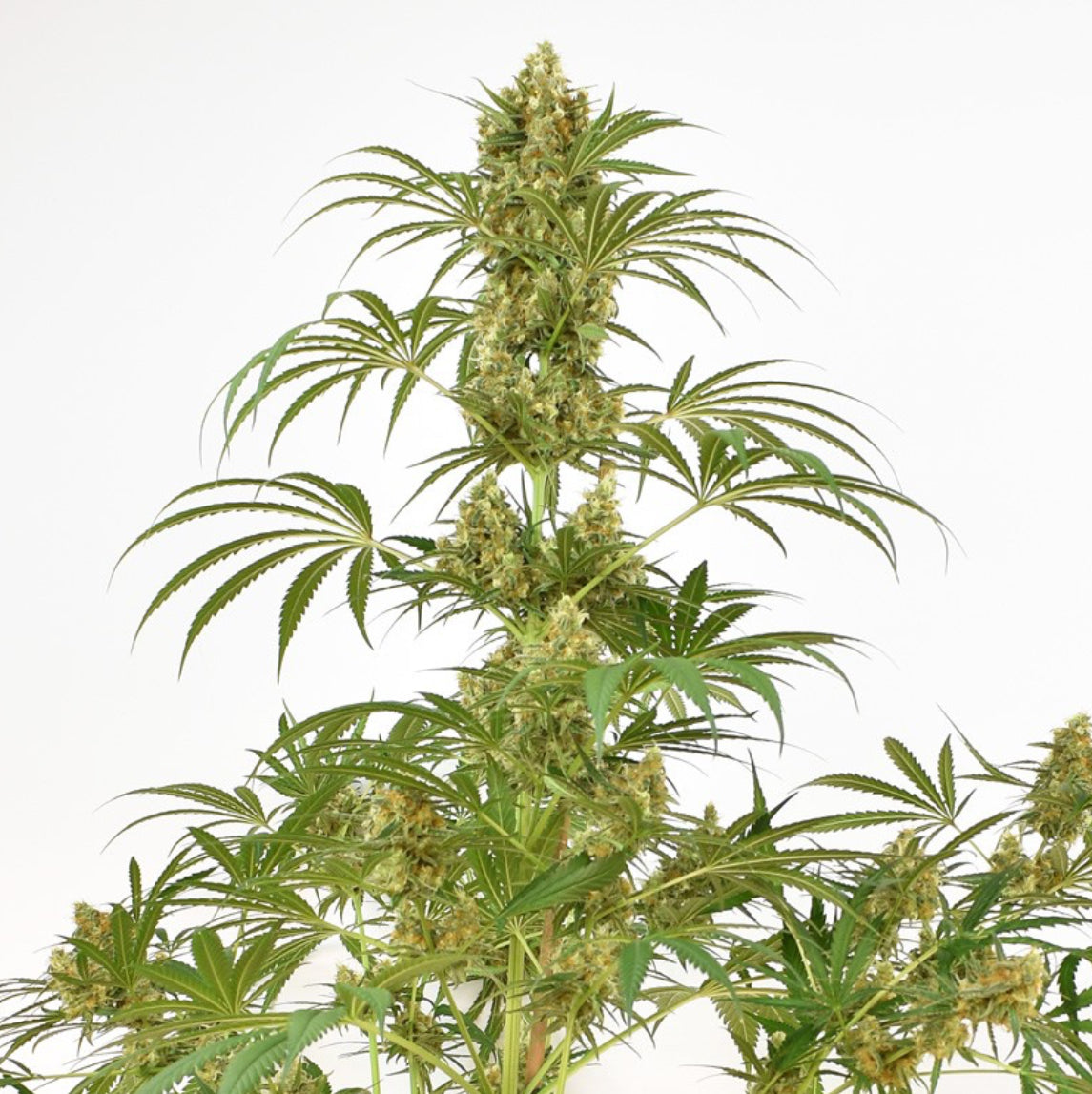 Snow Bud Dutch Passion Fem X3