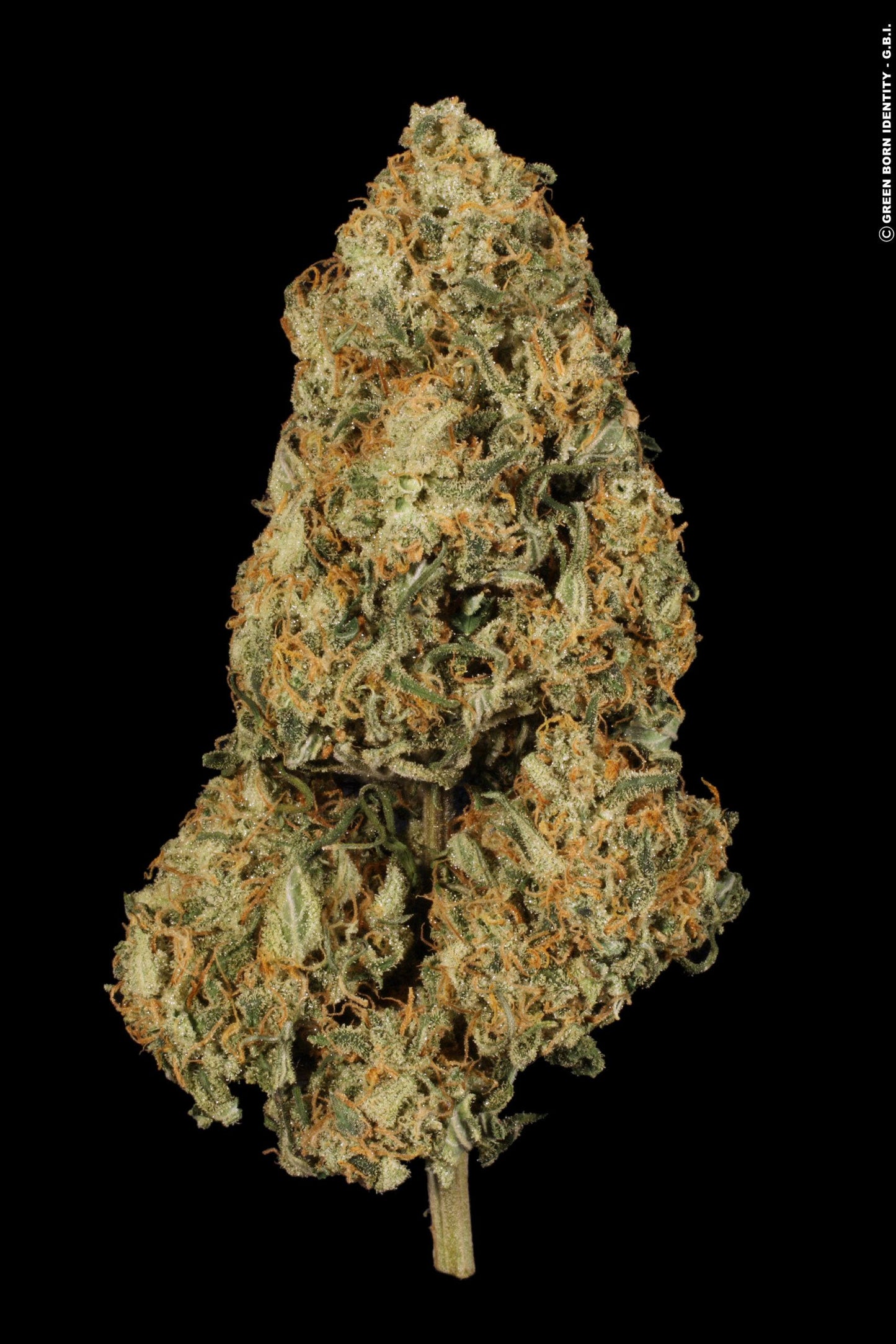 Atomical Haze Paradise Seeds Fem X3