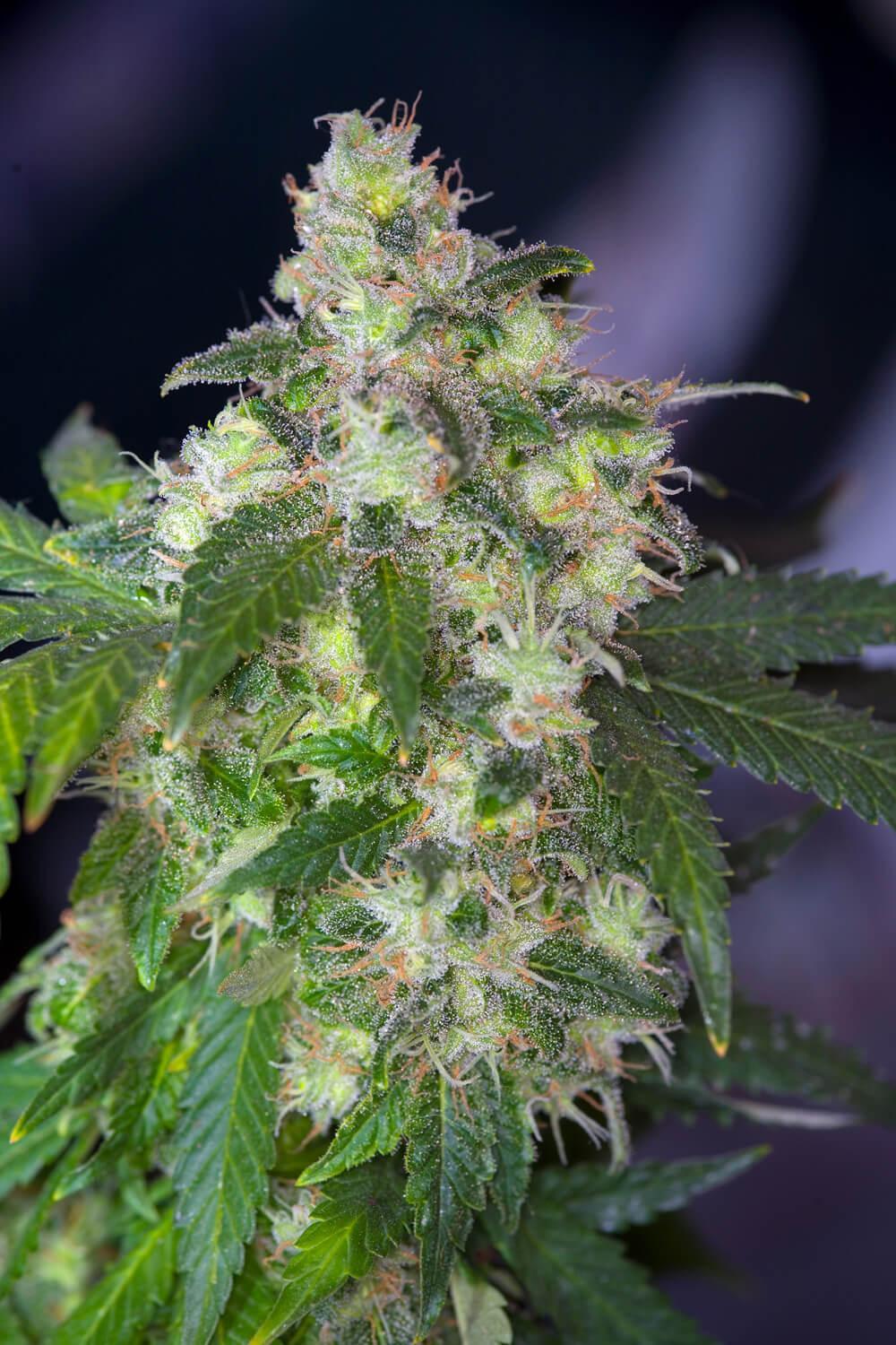 Original White Widow Paradise Seeds Fem X3