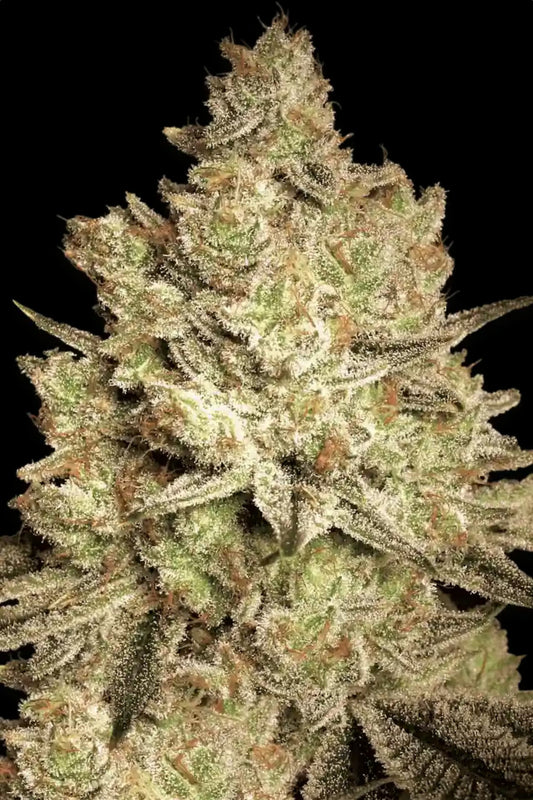 Jacky White Paradise Seeds Fem x3