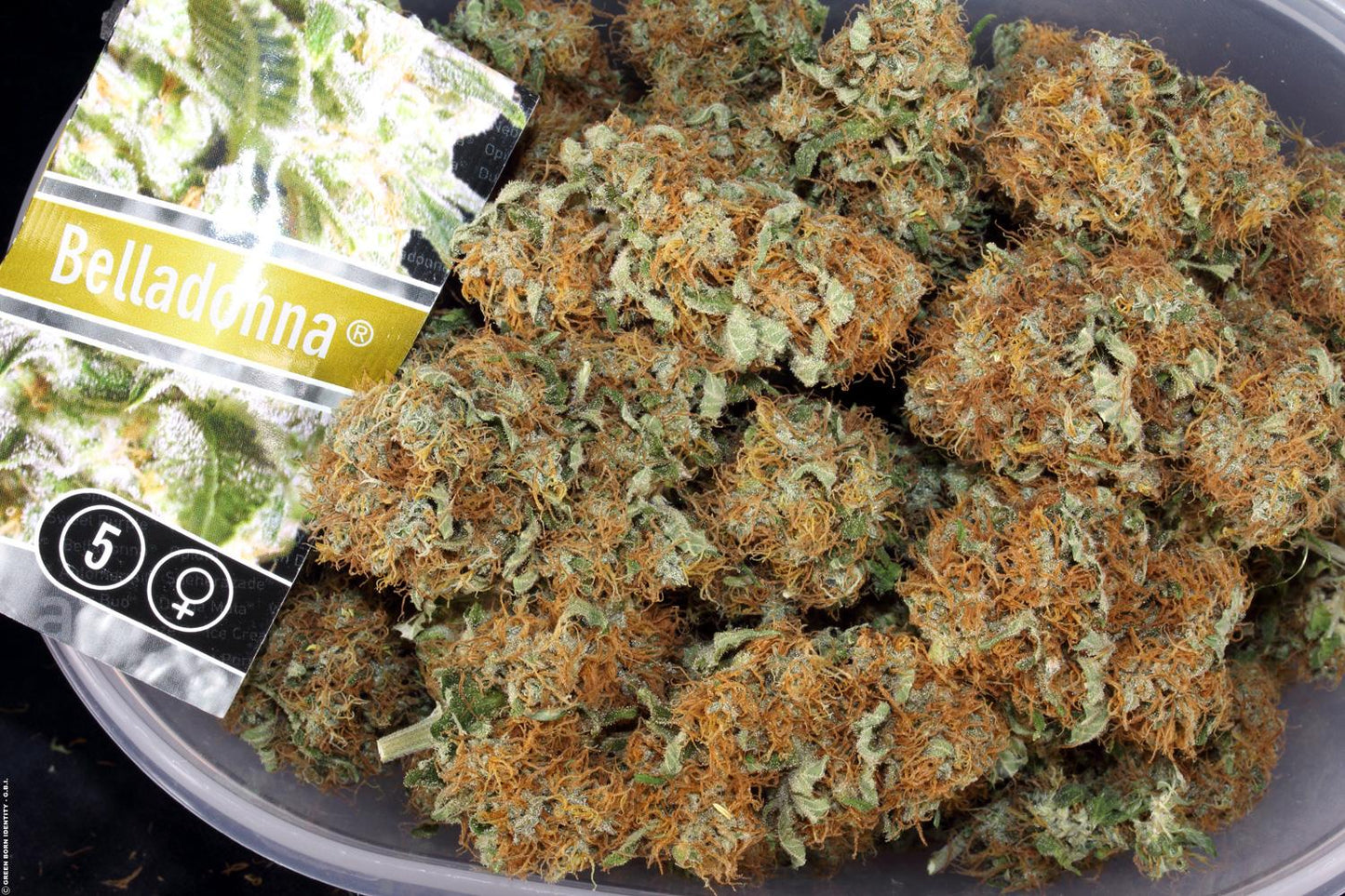 Belladonna Paradise Seeds Fem X3