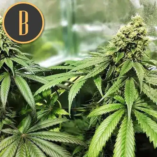 Semillas Blimburn Gelato Fem X3