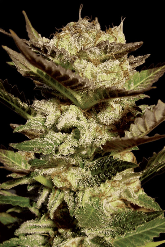 Durga Mata Paradise Seeds Fem X3