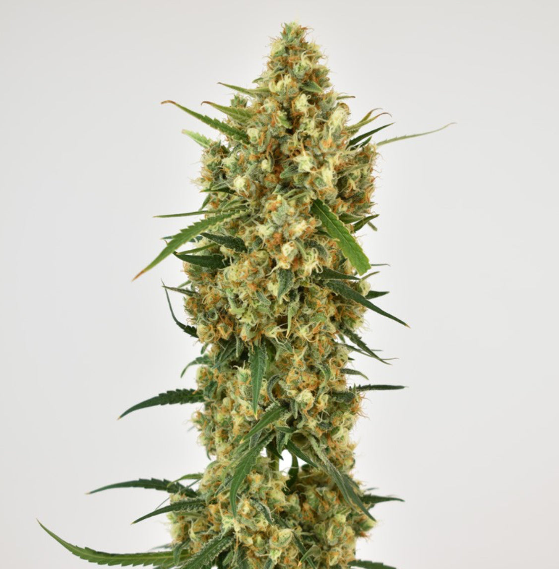 Snow Bud Dutch Passion Fem X3
