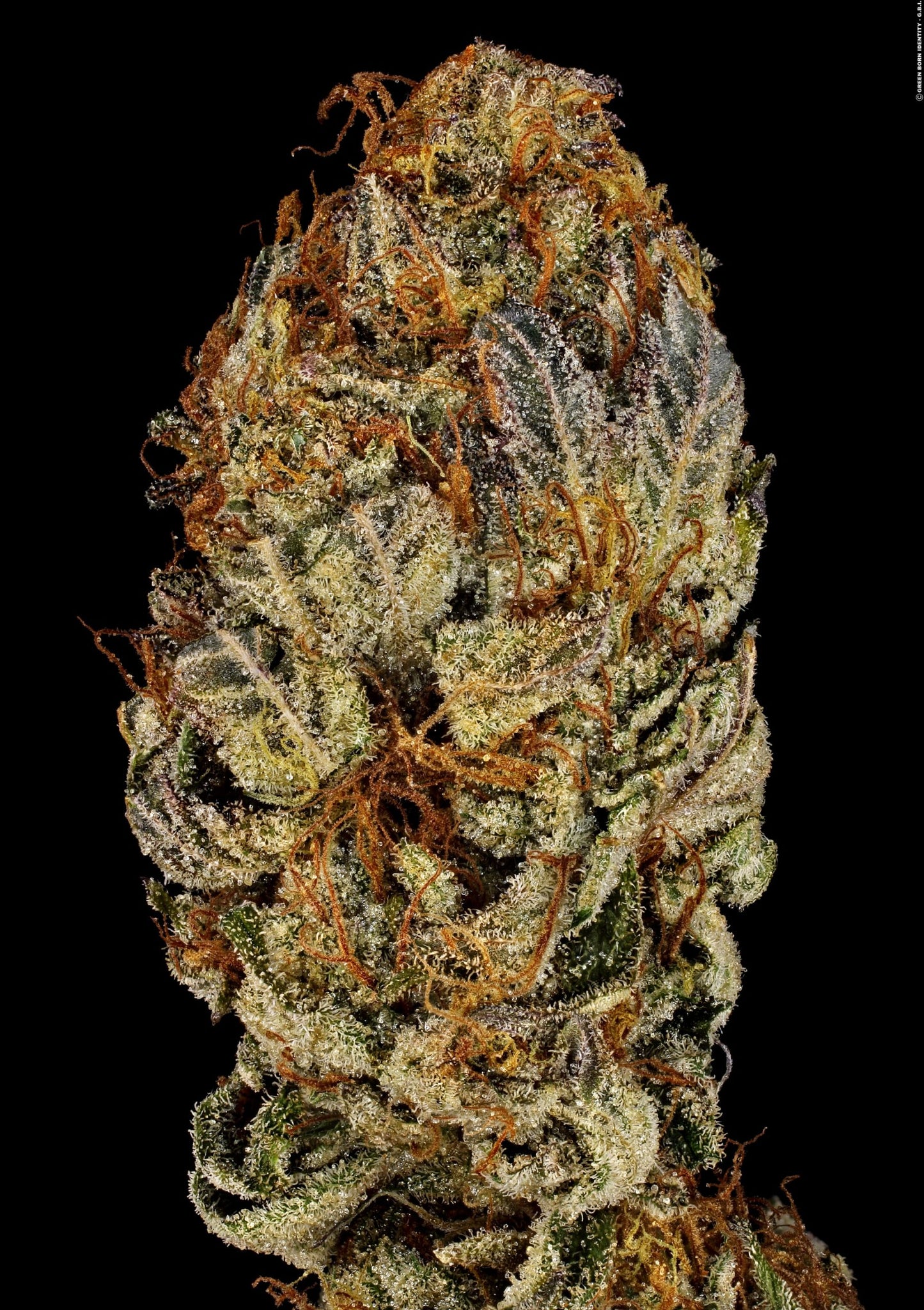 Chocolate Wafflez Paradise Seeds Fem X3