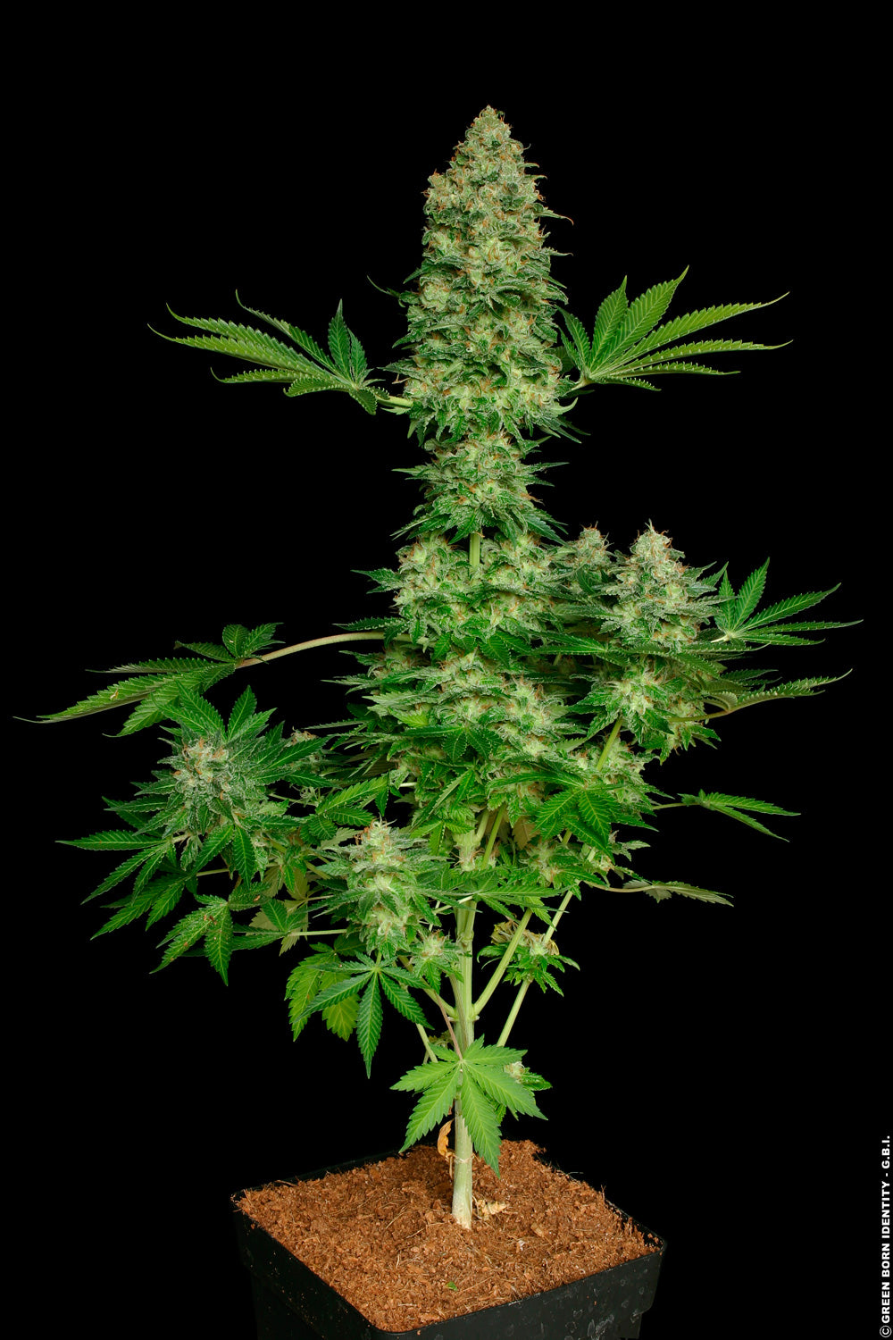 Jacky White Paradise Seeds Fem x3