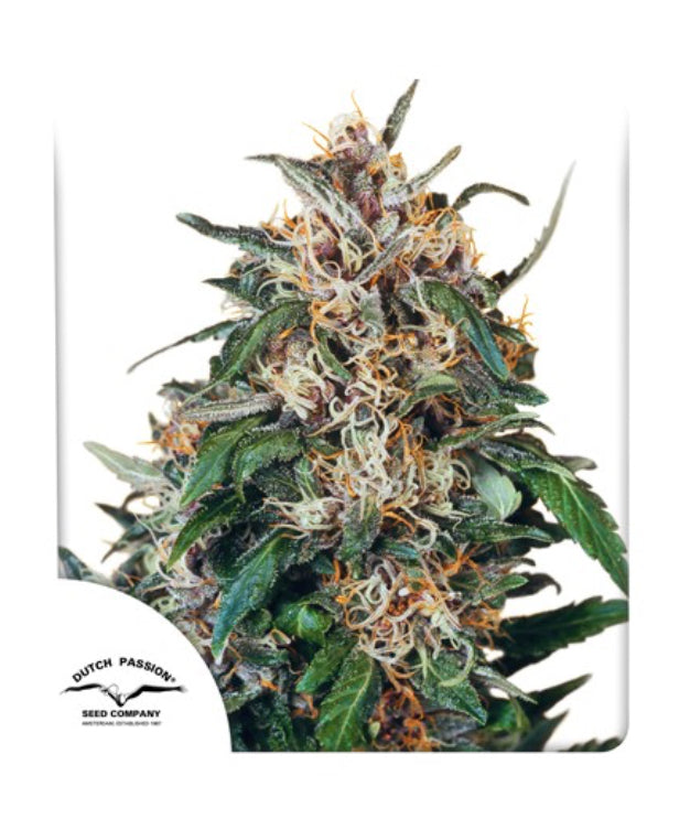 Hollands Hope Dutch Passion Fem X3