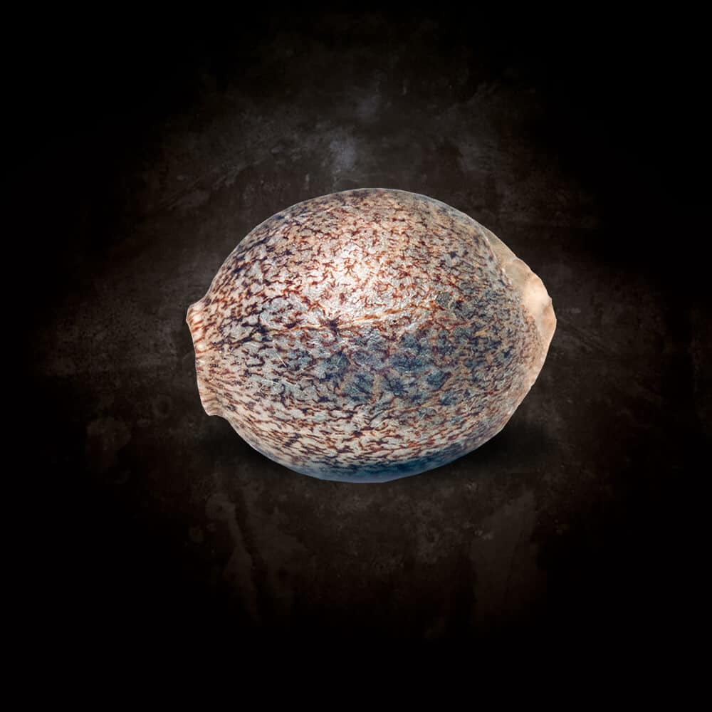 Atomical Haze Paradise Seeds Fem X3