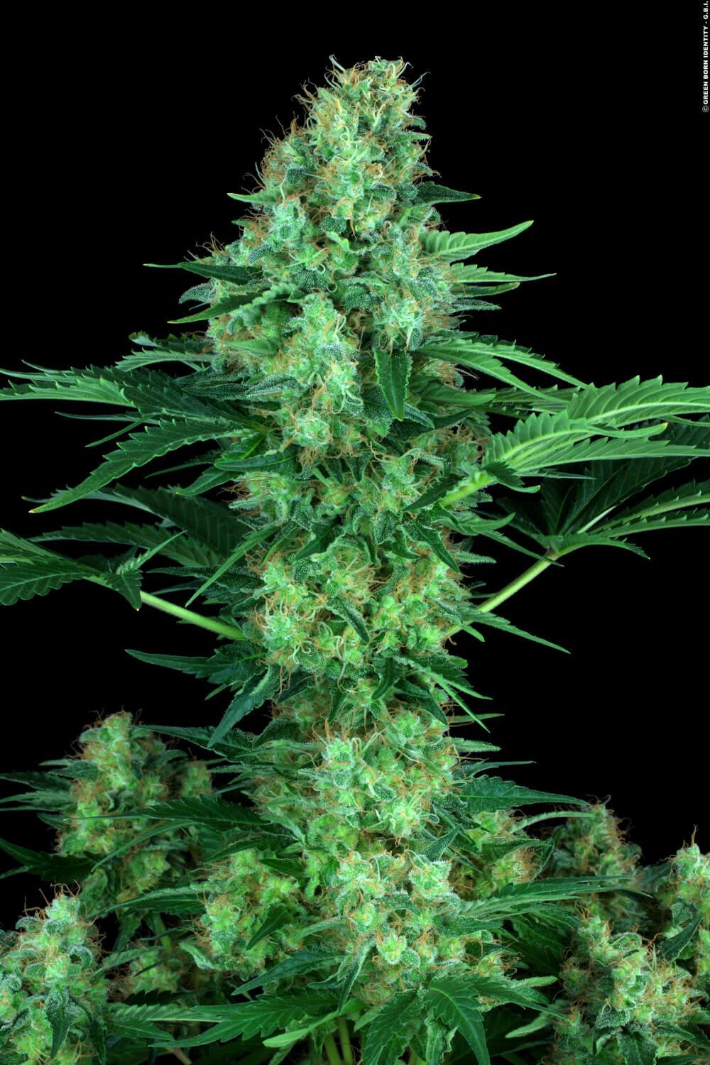 Original White Widow Paradise Seeds Fem X3