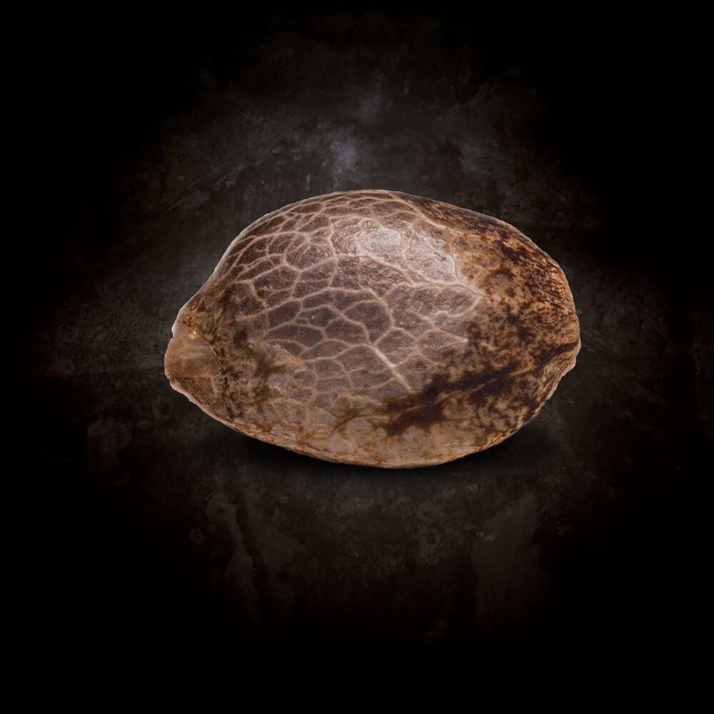 All Kush Paradise Seeds Fem X3