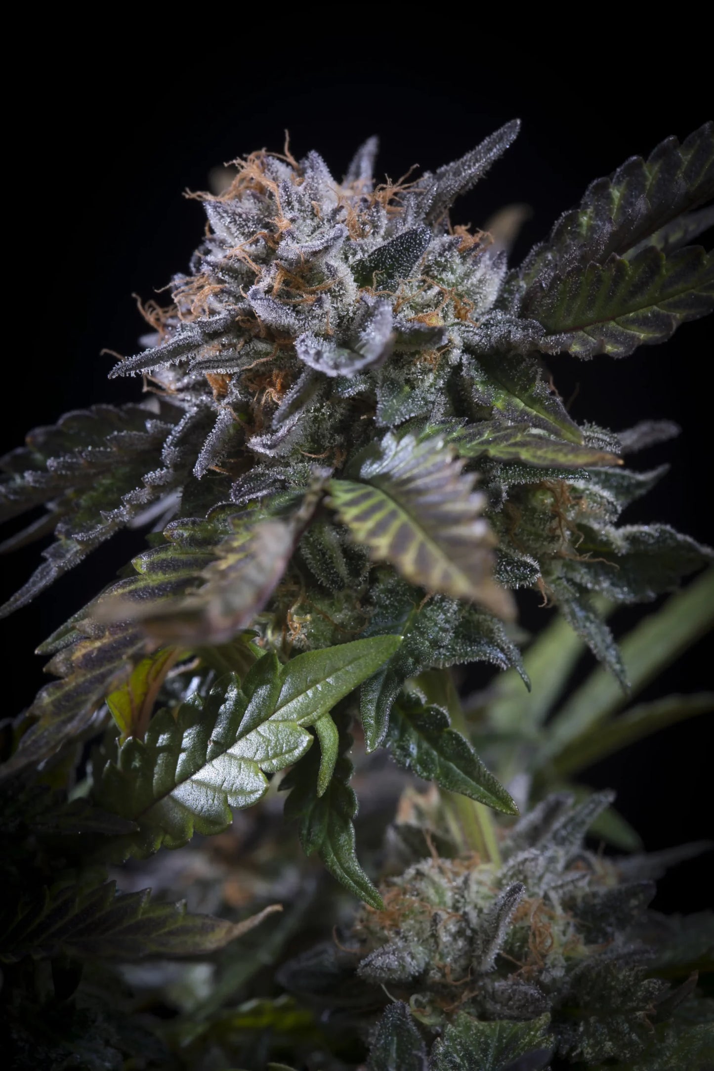 White Noise Paradise Seeds Fem X3