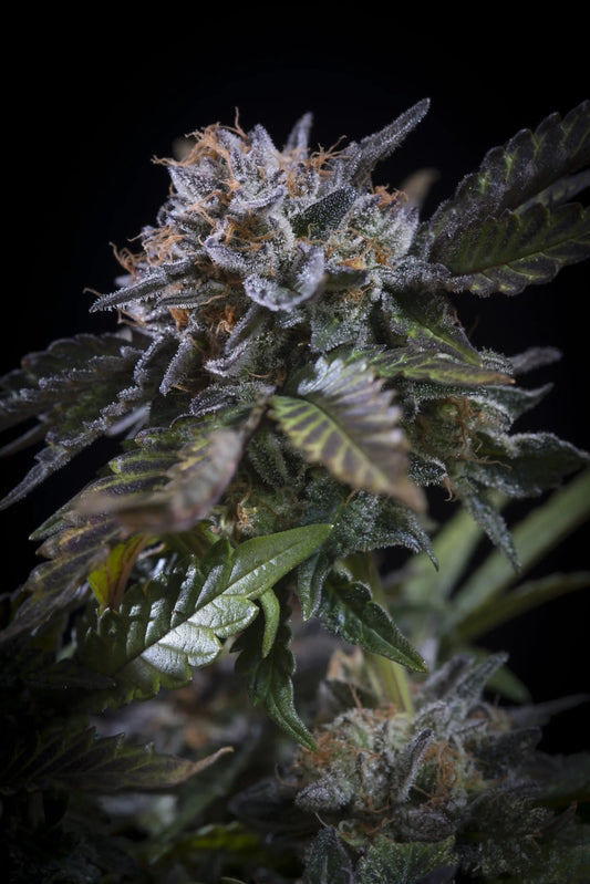 White Noise Paradise Seeds Fem X3
