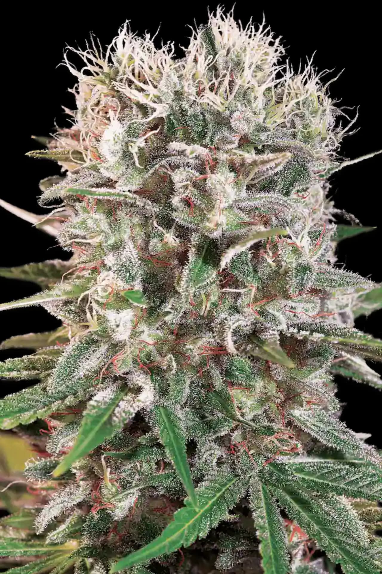 Wappa Paradise Seeds Fem X3