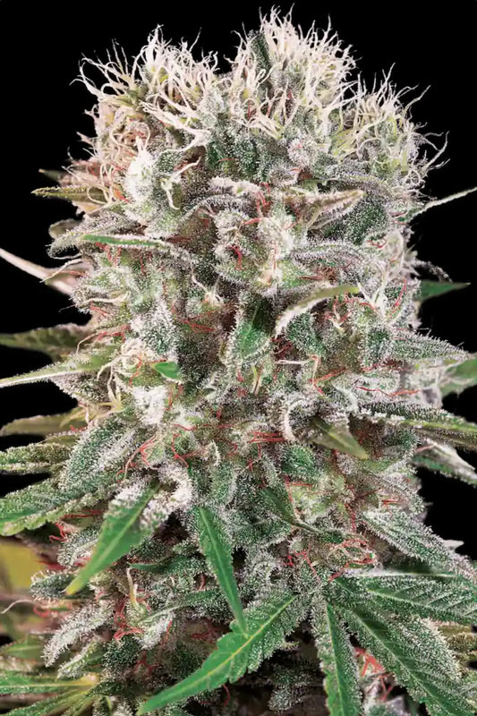 Wappa Paradise Seeds Fem X3