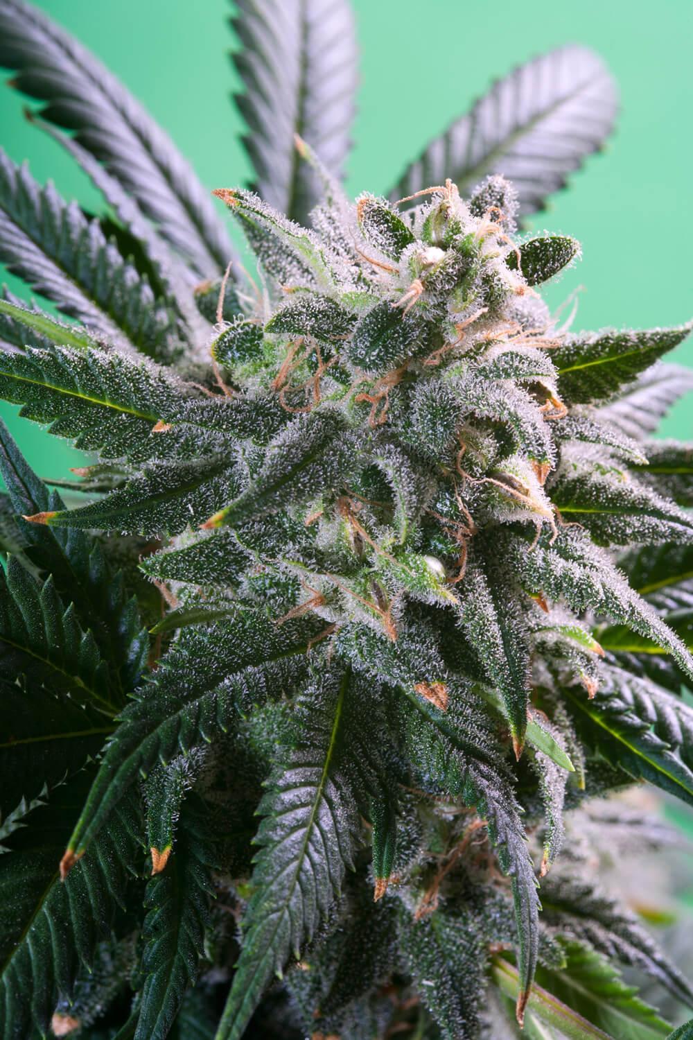 Magic Bud Paradise Seeds Fem X3