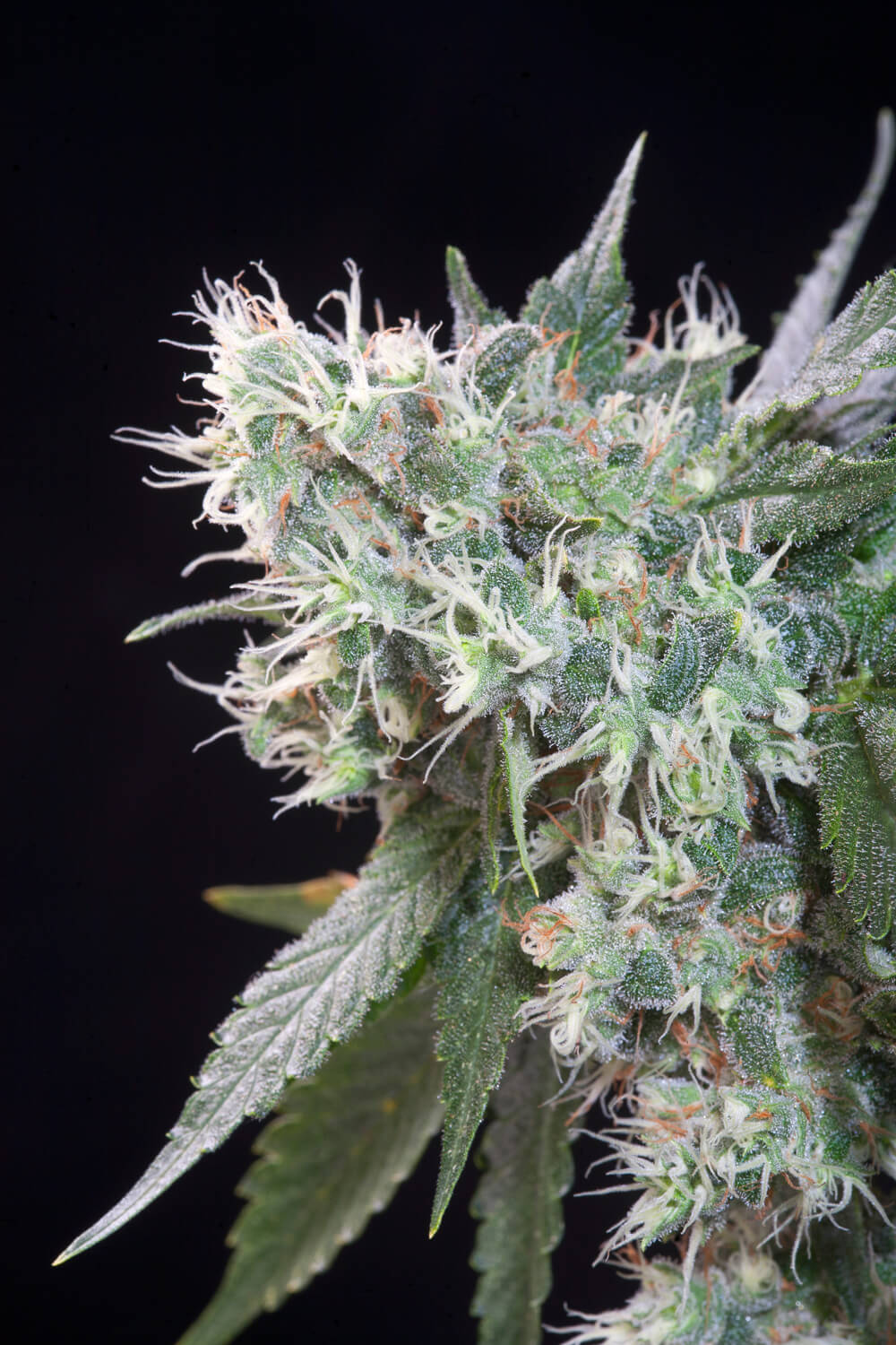 Magic Bud Paradise Seeds Fem X3