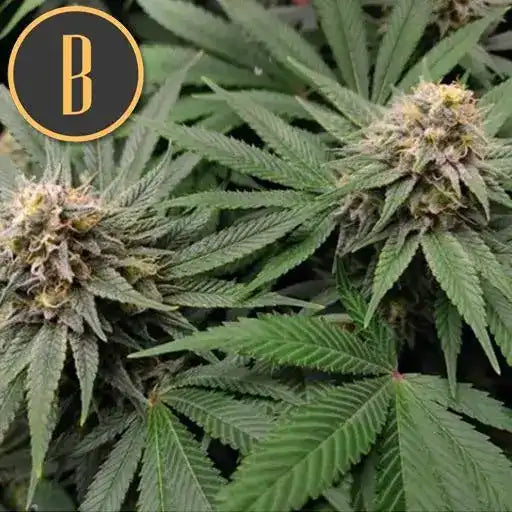 Semillas Blimburn Gorilla Glue G4 Fem X3