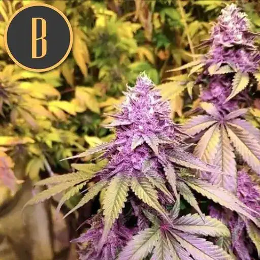 Semillas Blimburn Gelato Fem X3