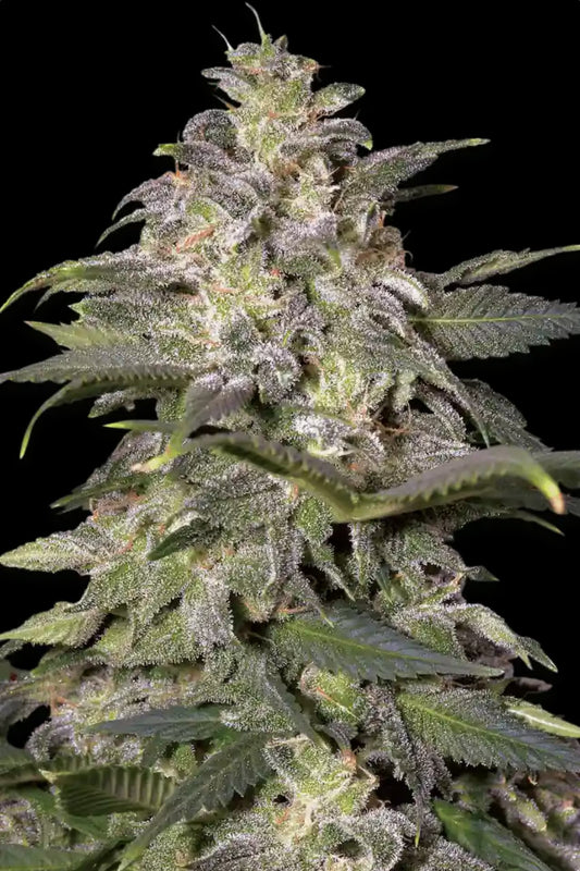 Magic Bud Paradise Seeds Fem X3