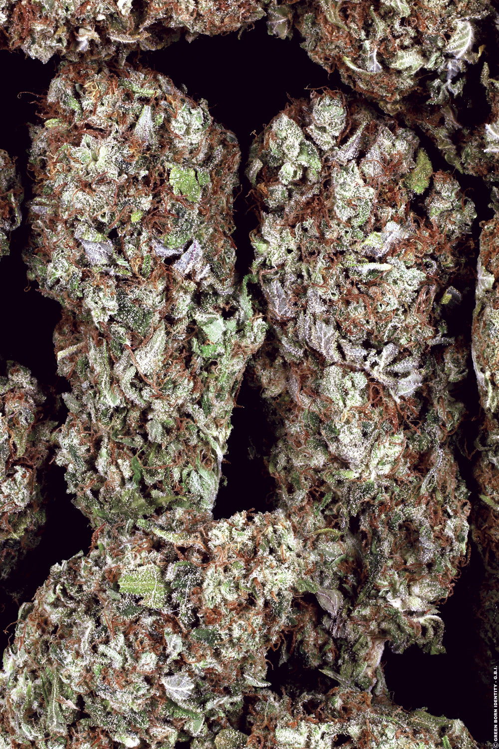 Dutch Dragon Paradise Seeds Fem X3