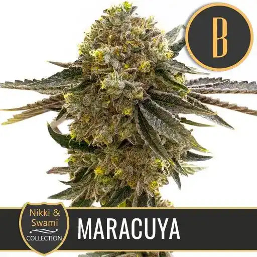 Semillas Blimburn Maracuya By Nikki/Swami Fem X3