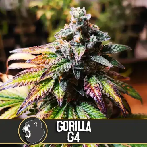 Semillas Blimburn Gorilla Glue G4 Fem X3